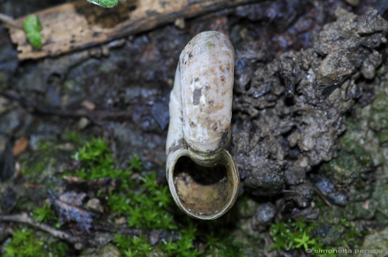 Gasteropoda campigiano